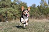CORGI CARDIGAN 048